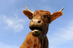 Pulling: Portrait of a cow pulling Salers language Petit Ballon