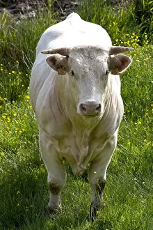Charollais: Portrait of a Cow race Charolais Charolais France