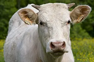Calms: Portrait of a Cow race Charolais Charolais France