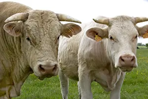 Tranquillity: Portrait of Cows race Charolaise Charolais France