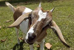 Systems: Portrait of a curious young goat Sainte Marie
