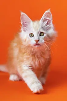 Step: Portrait of cute Coon Cat of color red silver classic