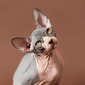 Quadrilateral: Portrait of cute Sphynx Hairless cat on brown background