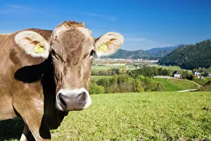 Austrian: Portrait of a dairy cow on grazing land, St. Stefan