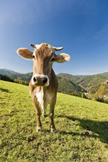 Austrian: Portrait of a dairy cow on grazing land, St. Stefan