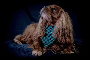 Neckerchief: Portrait of a dog (Cavalier King Charles Spaniel)