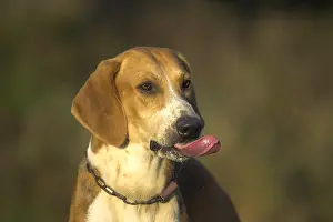 Tricolors: Portrait of a Dog hunting French tricolor France