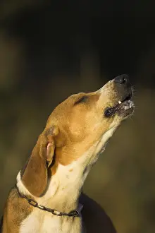 Howling: Portrait of a Dog hunting French tricolor howling France