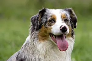 Calms: Portrait of a Dog race Australian Shepherd France