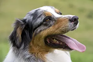 Calms: Portrait of a Dog race Australian Shepherd France