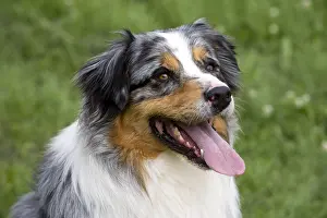 Tranquillity: Portrait of a Dog race Australian Shepherd France