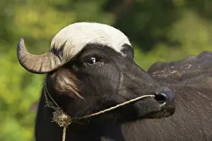 Materials: Portrait of domestic buffalo - PN Royal Bardia Nepal