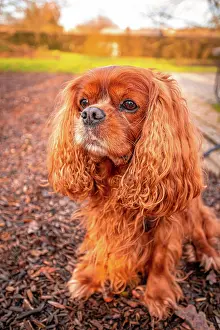 Cavalier: Portrait of a domestic dog (Canis lupus familiaris)