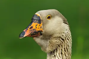 Necks: Portrait of domestic goose Bourgogne France