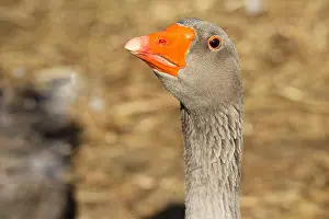 Farmyards: Portrait of domestic Goose in a farmyard France