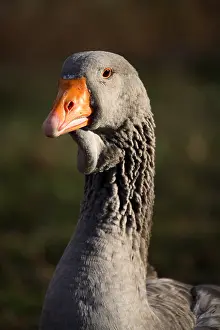 Farmyards: Portrait of Domestic Goose France
