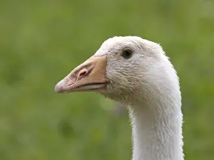 Doubs: Portrait of a domestic goose race Embden