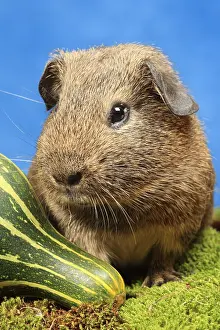 Porcellus: Portrait of a Domestic Guinea pig in a decoration