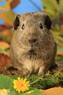 Studios: Portrait of a Domestic Guinea pig in a decoration