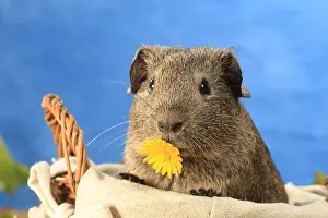 Studios: Portrait of Domestic Guinea pig eating a flower in a basket