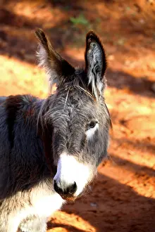 Mines: Portrait of a Donkey in career ocher Provence France