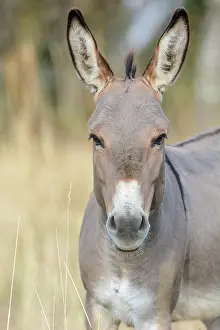 Donkey: Portrait of a donkey in pasture in summer. Alsace