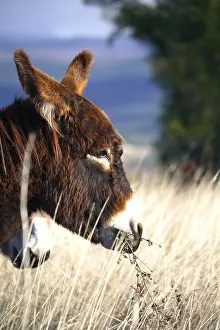Asses: Portrait of a Donkey in the tall grass Provence France