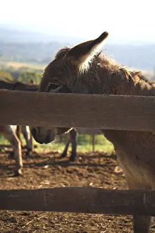 Corral: Portrait of Donkey behind a wooden fence France