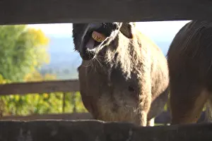 Hooks: Portrait of Donkey behind a wooden fence France