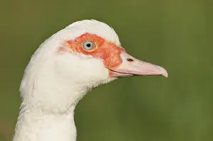 Moschata: Portrait of a duck in Haute-Normandie France