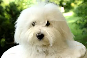 Tulear: Portrait d'un Coton de Tulear for 10 months