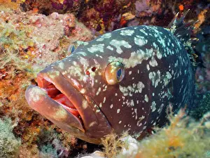Grouper: Portrait of dusky grouper (Epinephelus marginatus)