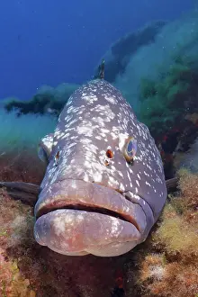 Grouper: Portrait of dusky grouper (Epinephelus marginatus)