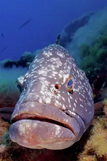 Grouper: Portrait of dusky grouper (Epinephelus marginatus)