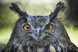 Developme: Portrait of Eagle Owl (Bubo bubo), Italy