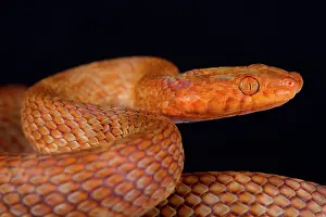 Colubrinae: Portrait of Egyptian cat snake (Telescopus dhara