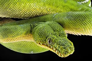 Canina: Portrait of Emerald tree boa (Corallus caninus)
