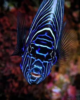 Imperator: Portrait of Emperor angelfish (Pomacanthus imperator)