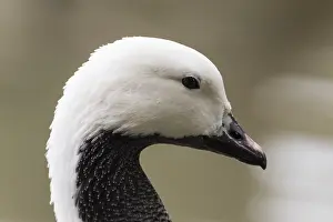 Herbivorous: Portrait of Emperor goose (Anser canagicus), Piedmont