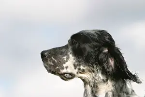 Thoughtful: Portrait of an English Setter France