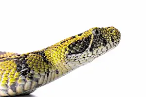 Bitis: Portrait of Ethiopian mountain adder (Bitis parviocula)