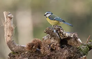Underbrush: Portrait of Eurasian blue tit, (Cyanistes caeruleus)