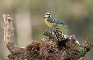 Insectivorous: Portrait of Eurasian blue tit, (Cyanistes caeruleus)