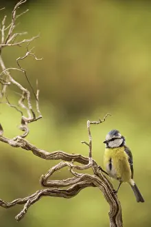 Caeruleus: Portrait of Eurasian blue tit, (Cyanistes caeruleus)