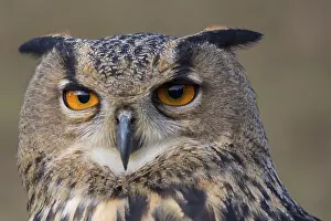 Eagle Owls: Portrait of an Eurasian Eagle Owl, Bubo bubo