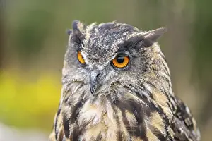 Pyrenees: Portrait of an Eurasian eagle-owl (Bubo bubo)