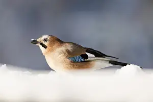 Glandarius: Portrait of an Eurasian jay (Garrulus glandarius)