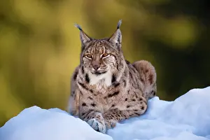 Wald: Portrait of Eurasian Lynx (Lynx lynx), subspecies