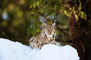 Wald: Portrait of Eurasian Lynx (Lynx lynx), subspecies