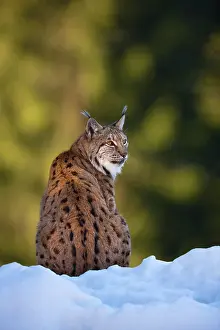 Wald: Portrait of Eurasian Lynx (Lynx lynx), subspecies